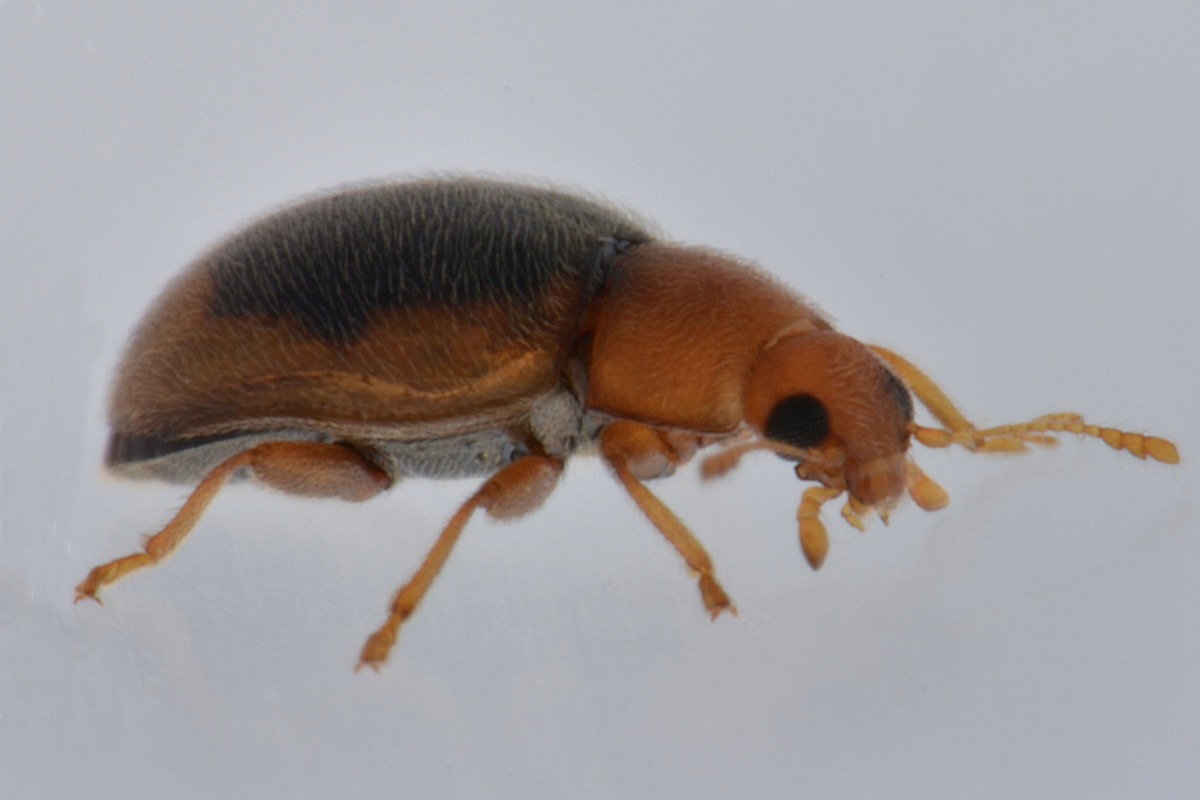 Coccinellidae: Rhyzobius cfr. litura